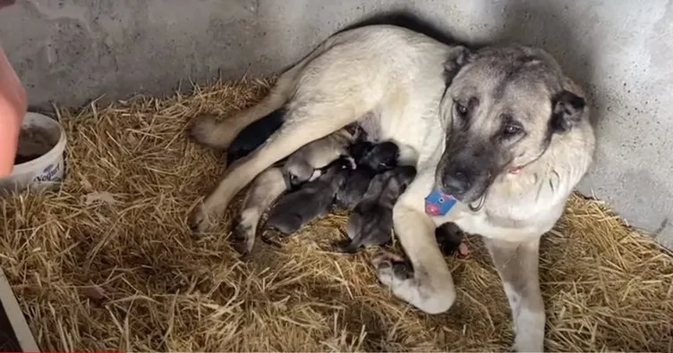 Sivas’ta doğum yapan anne kangal ve yavrularını sobayla ısıttı