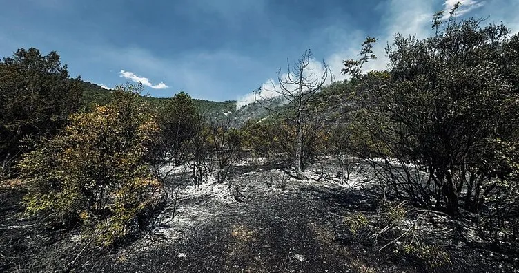 Tokat’taki orman yangını kontrol altına alındı