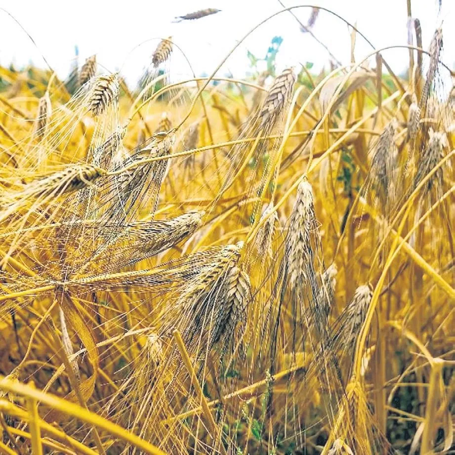 Karakılçık ile tanışalım