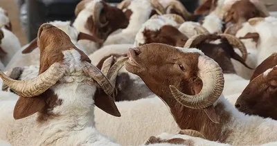 Kurban Bayramı ne zaman, tatili kaç gün, neden kutlanır? Diyanet takvimi açıklandı!