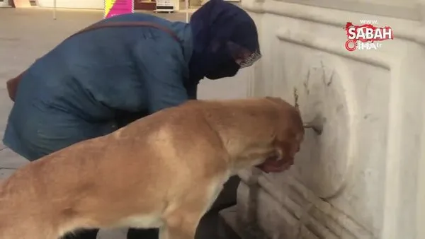 Köpeğe elleriyle verdiği su yürekleri ısıttı | Video