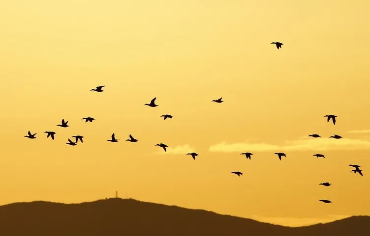 İzmir Kuş Cenneti güzellikleriyle büyülüyor