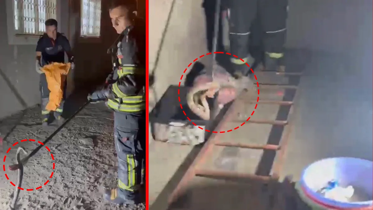 Osmaniye’de zehirli engerek kabusu! Eve girmeye çalışan yılan böyle çıkarıldı Osmaniye’de zehirli engerek kabusu! Eve girmeye çalışan yılan böyle çıkarıldı