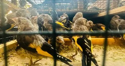 Şırnak’a yasa dışı yollarla sokulan bin 600 saka kuşu ele geçirildi