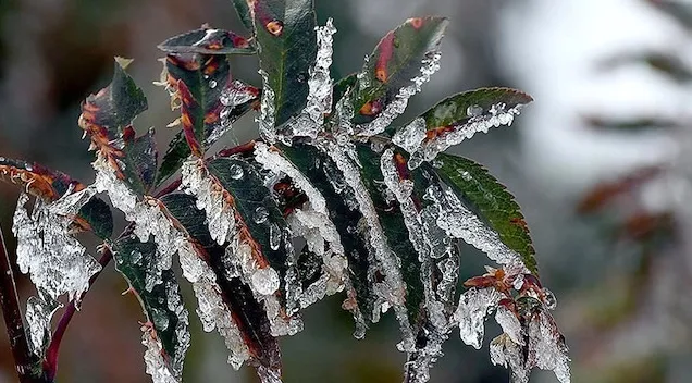 son-dakika-hava-durumu-uyarisi-kuvvetli-saganak-firtina-ve-kar-meteoroloji-o-iller-icin-tarih-verdi-sicaklikla-1773295318688.png (636×352)