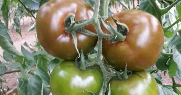 Eto’o domatese isim oldu