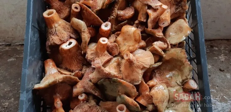 Bu mantarın kilo fiyatı duyanları şaşırtıyor: Dokunmak 15 koklamak ise 20 TL!