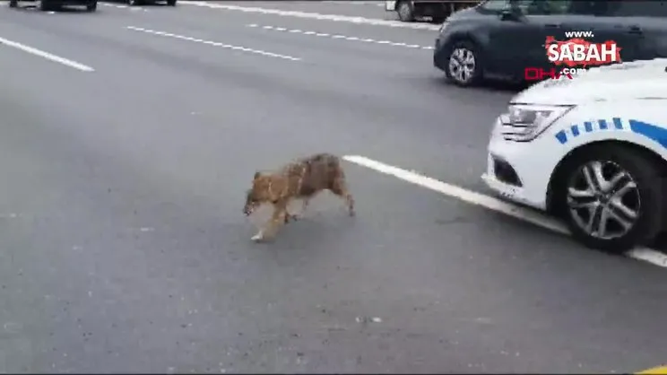 Ümraniye TEM Otoyolu'na çıkan yaralı çakalı trafik ekipleri kurtardı | Video