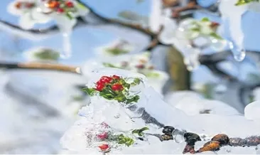 Don zararı desteği yüzde 70’e çıkarıldı