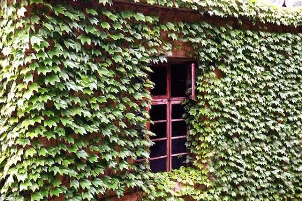 Terk edilmiş balıkçı köyünü tabiat ana ele geçirdi