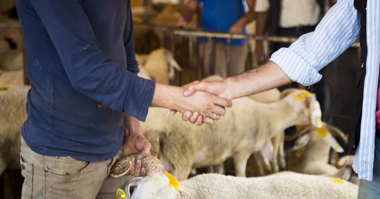 Kurbanlık fiyatları 2022: Diyanet ile Kurban fiyatları ne kadar? Kurbanlık koyun, kuzu, inek, dana, koç, büyükbaş ve küçükbaş fiyatı ne kadar?