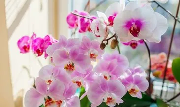 Orkidelere çiçek açtıran yöntem! 4 adımda yeniden açacaklar...