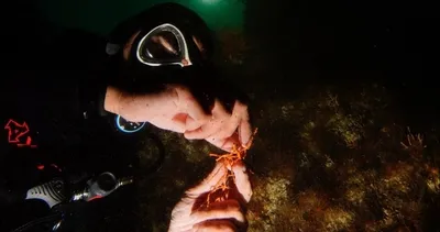 Derin mavilerde yaşam operasyonu