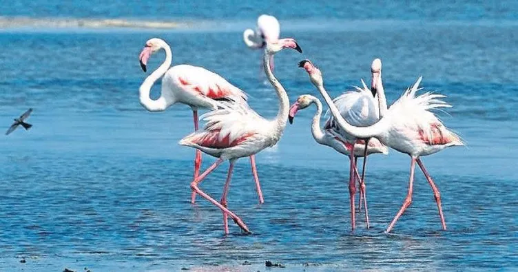 İstemezükçülerin flamingo yalanı