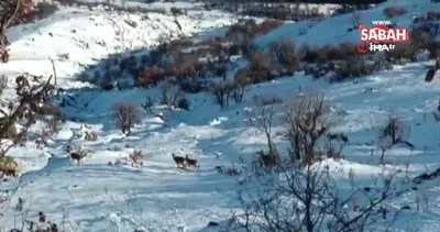 Deprem yaban keçilerini de ürküttü | Video