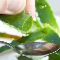 Aloe vera nasıl kullanılır? Aloe vera jel yüze nasıl uygulanır? -