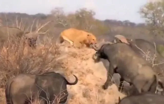 Bufaloların aslanlardan sıradışı intikamı
