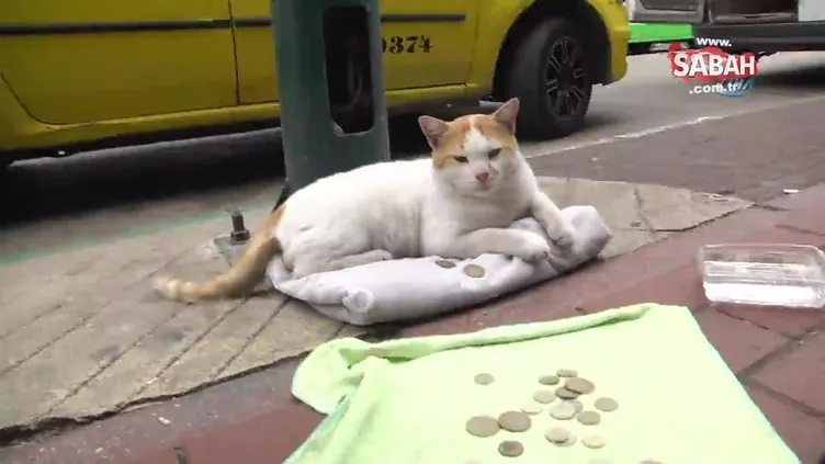 Mama için dilenen kedi fenomen oldu
