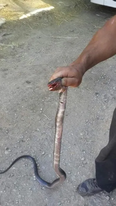 https www sabah com tr yasam 2020 06 16 bursada tarlalar yilan istilasina ugradi her biri 2 metre boyunda paging 5