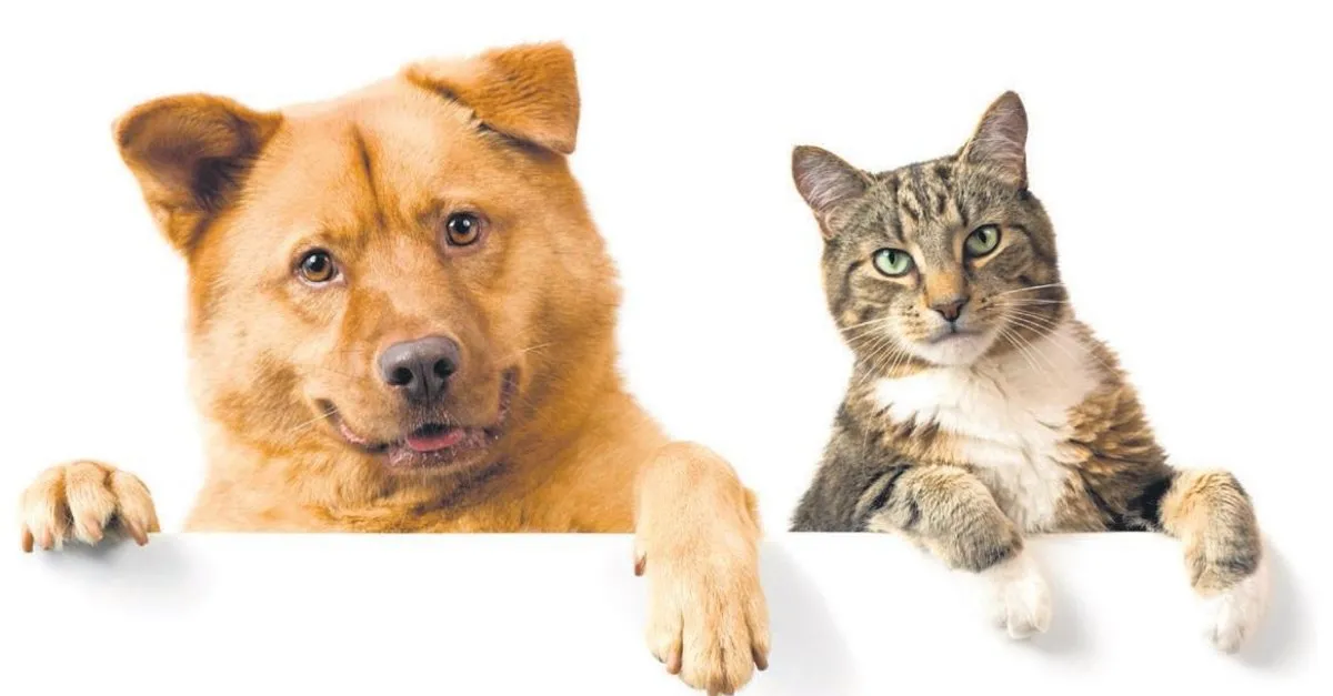 en sevdiginiz dostunuz ayda 20 tl ye