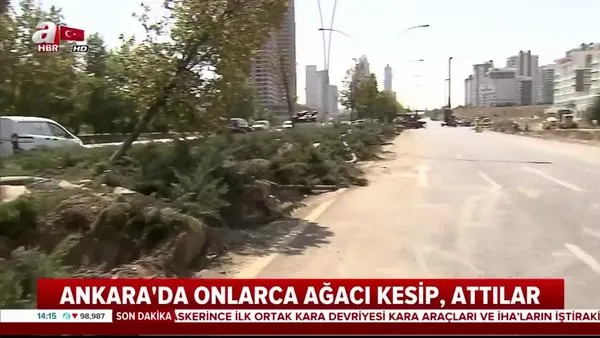 Ankara'da tepki çeken ağaç katliamı!
