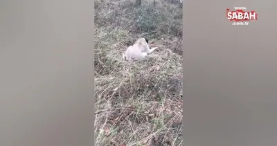 CHP’li belediyeden köpek katliamı Güzel bir av günü diyerek vurdular | Video