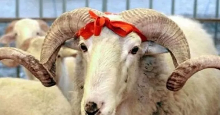 kurbanlık ile ilgili görsel sonucu