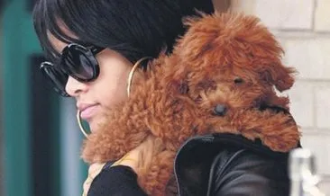 Herkes Rihanna’nın köpeğinden istiyor