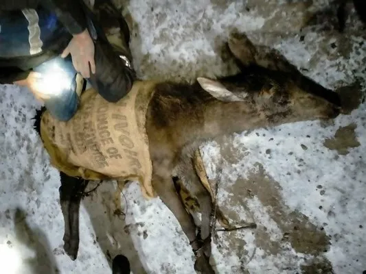 Nallıhan’da ilçe merkezine inen geyikler bu kez de kömür madenine girdi