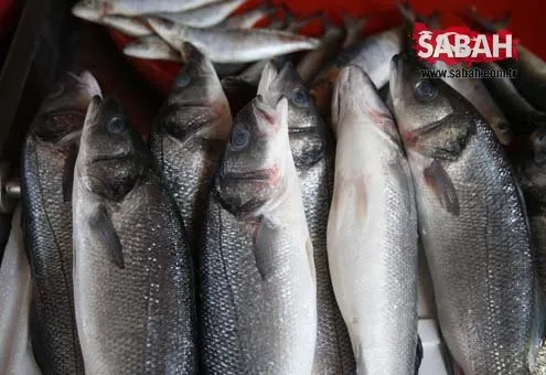 Fırat’ın balıkları yurt dışına ihraç ediliyor.