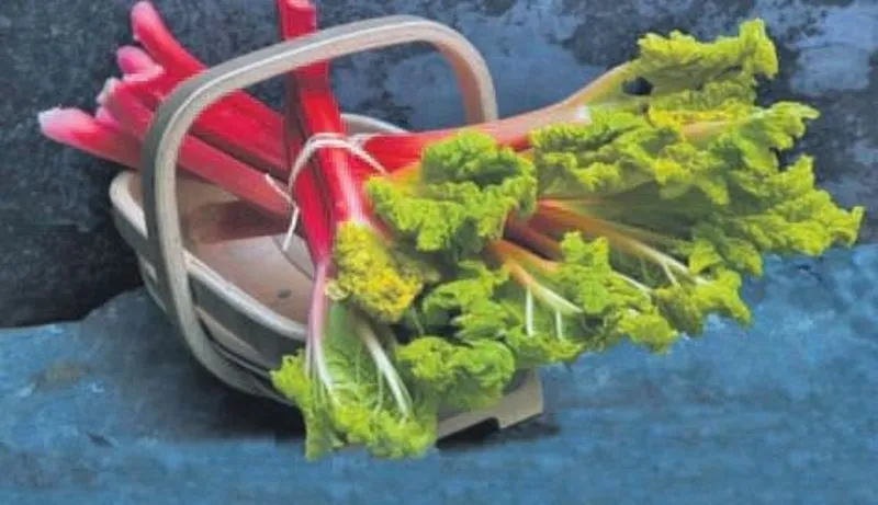 kansere karsi yayla muzu saglik haberleri