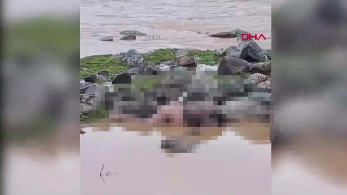 Şanlıurfa’da derede erkek cesedi bulundu | Video videosunu izle Şanlıurfa’da derede erkek cesedi bulundu | Video videosunu izle