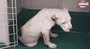 Kulakları kesilen Pitbull tedavi altına alındı | Video