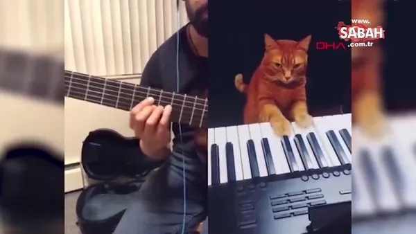 Rusya’da piyano çalan kediyle 'caz düeti' sosyal medyada viral oldu | Video