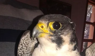 Kaçak gökdoğan avına büyük ceza