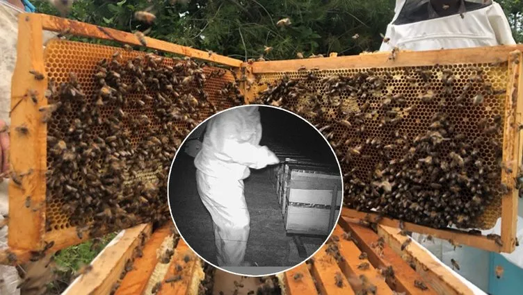 Binlerce arı telef oldu: Gerçek kamera kayıtlarında ortaya çıktı