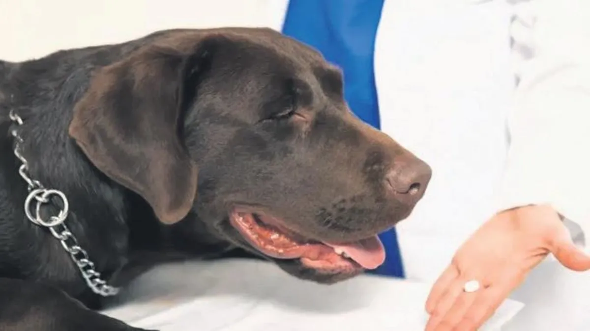 Köpeklere ‘gençlik iksiri’