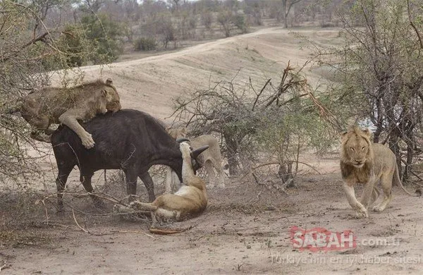 Doğada vahşi mücadele