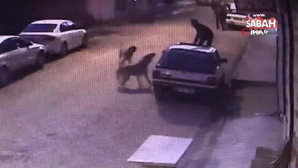 Köpeklerin saldırısından kurtulduğu aracın üstünden yere böyle düştü | Video
