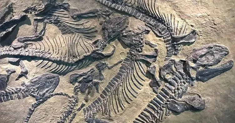 130 milyon yıllık dinozor fosili kalıntıları bulundu