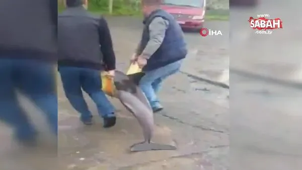 Ordu'da kıyıya vuran yaralı yunus balığının kurtarılma anı kamerada | Video