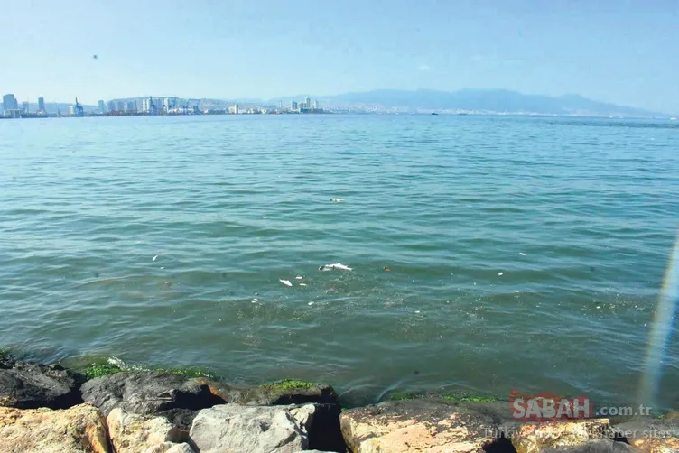 İzmir Körfezi’ndeki balık ölümlerine inceleme: Bakanlık açıkladı!