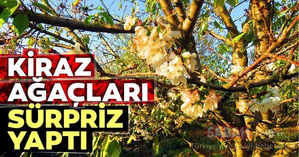 Kaz Dağları eteklerinde kiraz ağaçları çiçek açtı