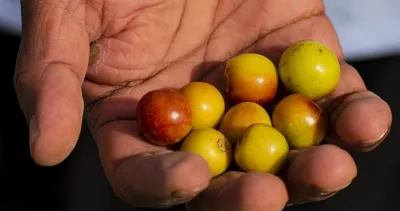 Anadolu’nun gizli hazinesi: Hünnap