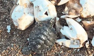 Caretta carettalar sahile çıkıyor #aydin