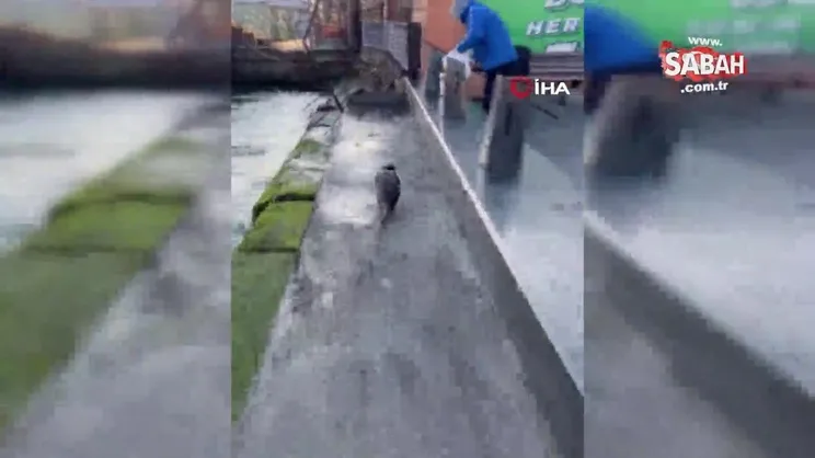 SON DAKİKA! Eminönü'nde denizde şaşkına çeviren görüntü! Görenler gözlerine inanamadı | Video