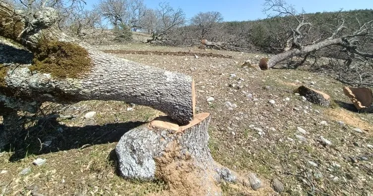 Köylüler, CHP’li Belediyenin asırlık ağaç kıyımını yargıya taşıyor