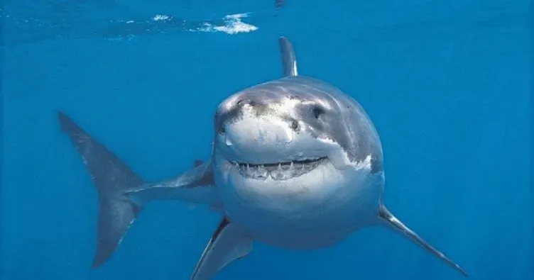 Köpek balığı yüzücü kalpten saldıran öldü