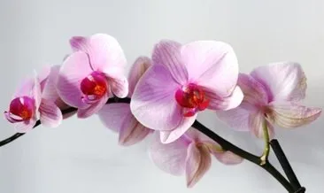 Rüyada orkide görmek ne anlama gelir?