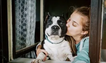 Pitbull cinsleri nelerdir? Amerikan Pitbull köpeği nasıl beslenir, cinsleri ve özellikleri nelerdir?